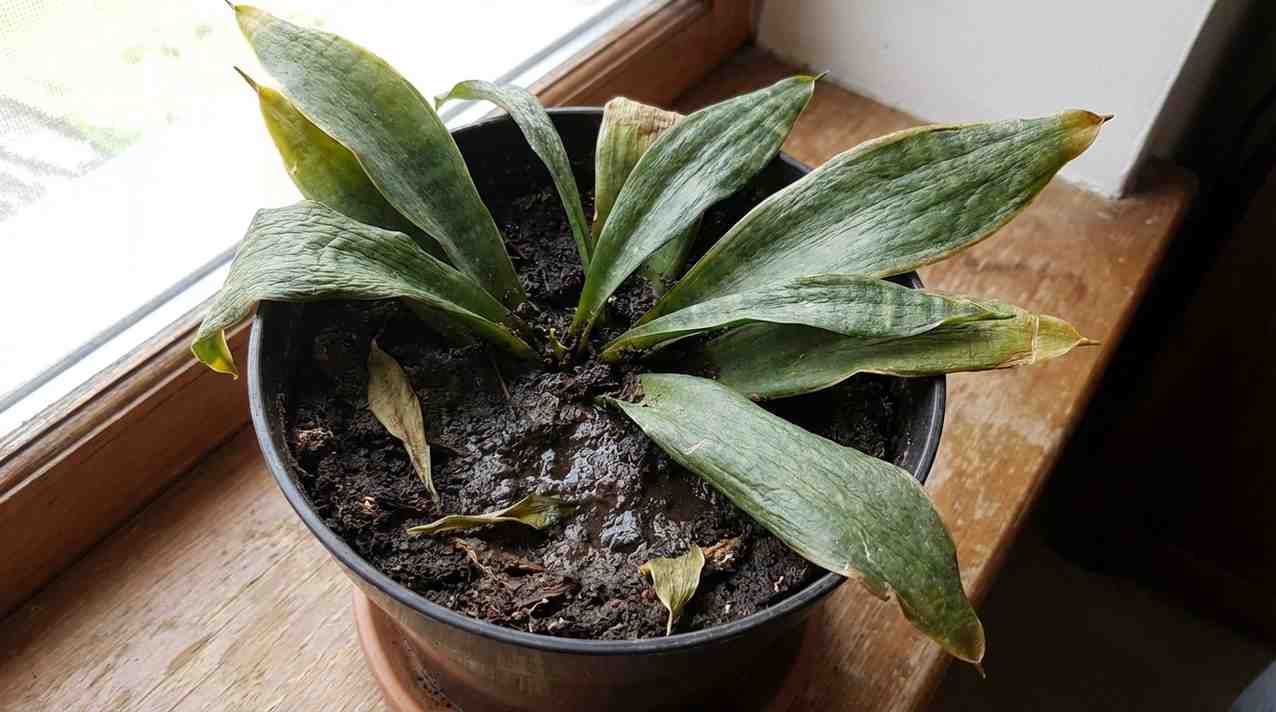 Snake plant root rot sign