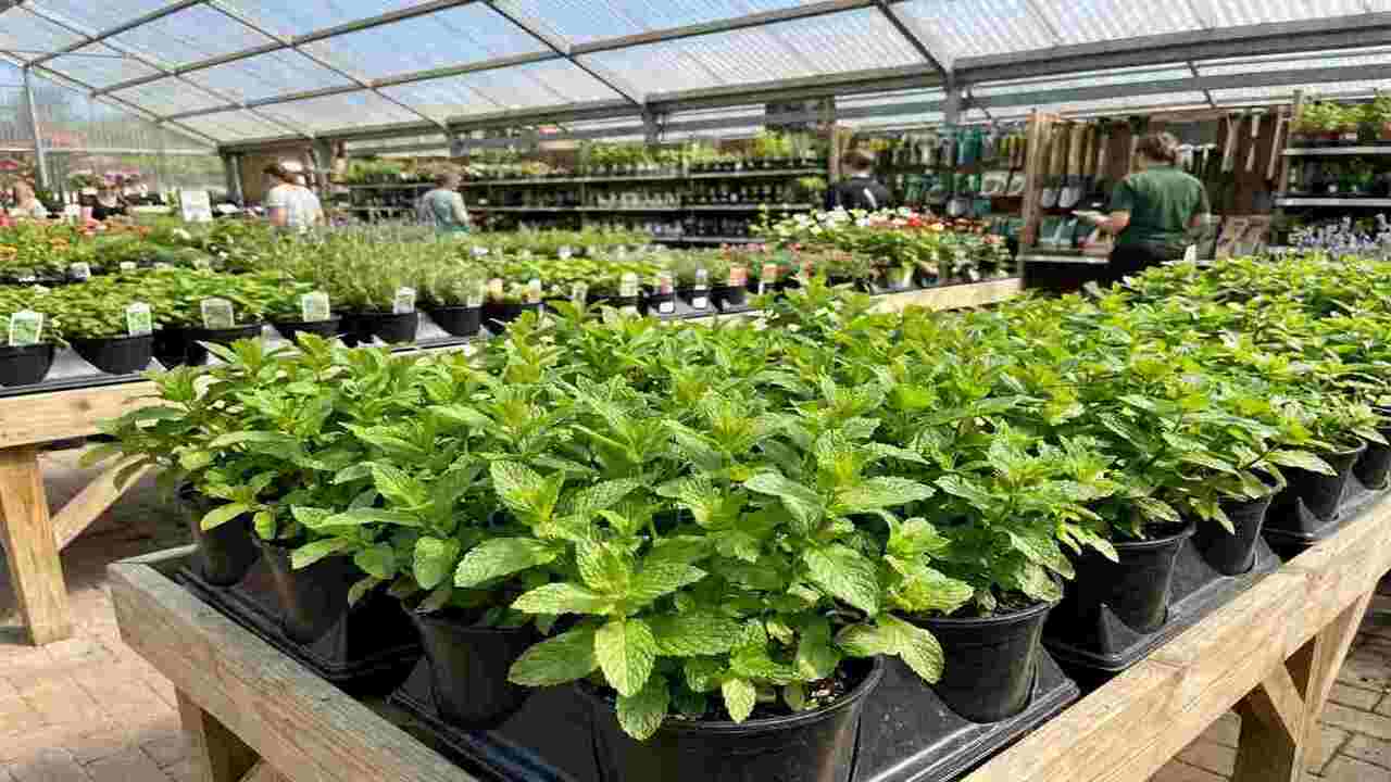 Choose right mint plant from nursery 