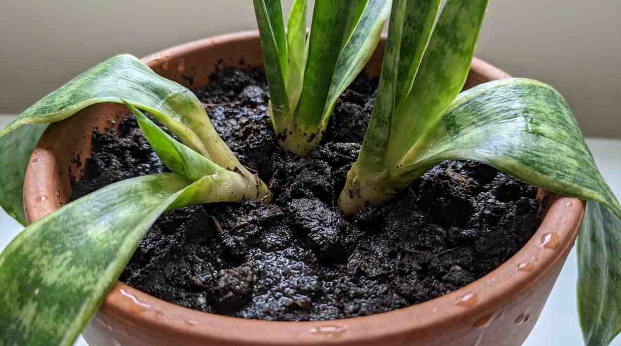 snake plant overwatering signs with drooping leaves and wet soil