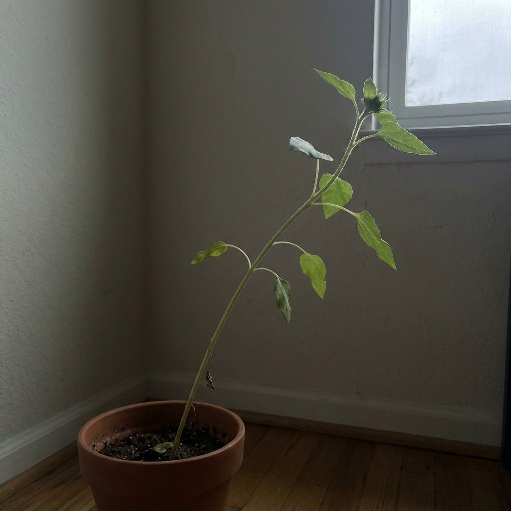 dwarf sunflower stretching toward light with weak stem and no buds due to low light