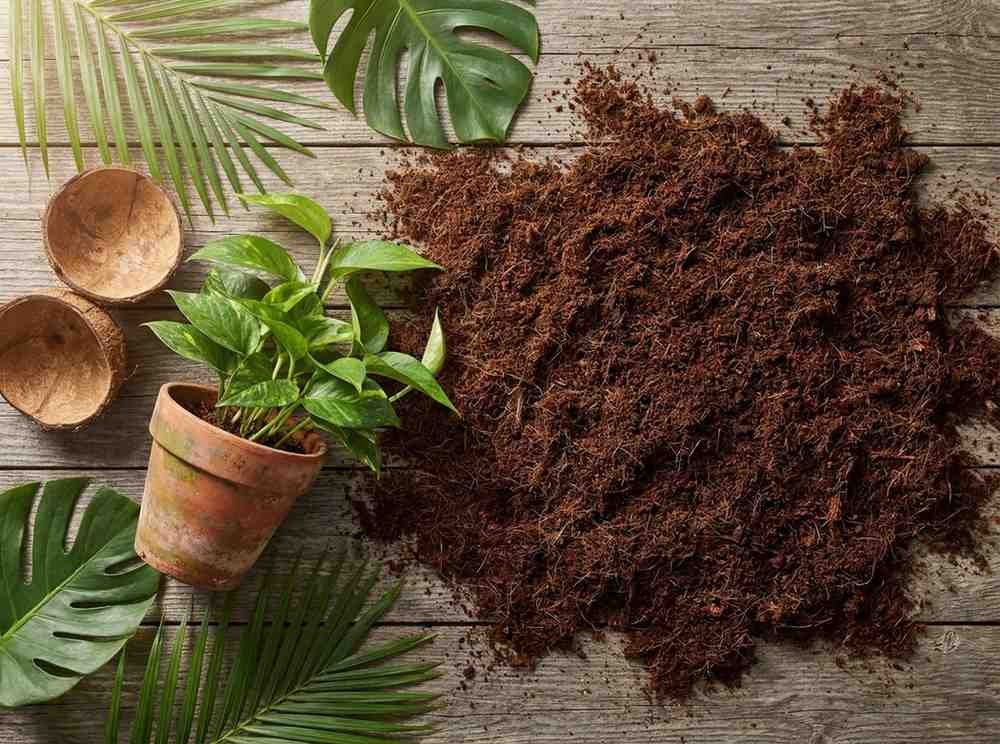 Coco coir growing medium with tropical houseplant and coconut shells on wooden surface