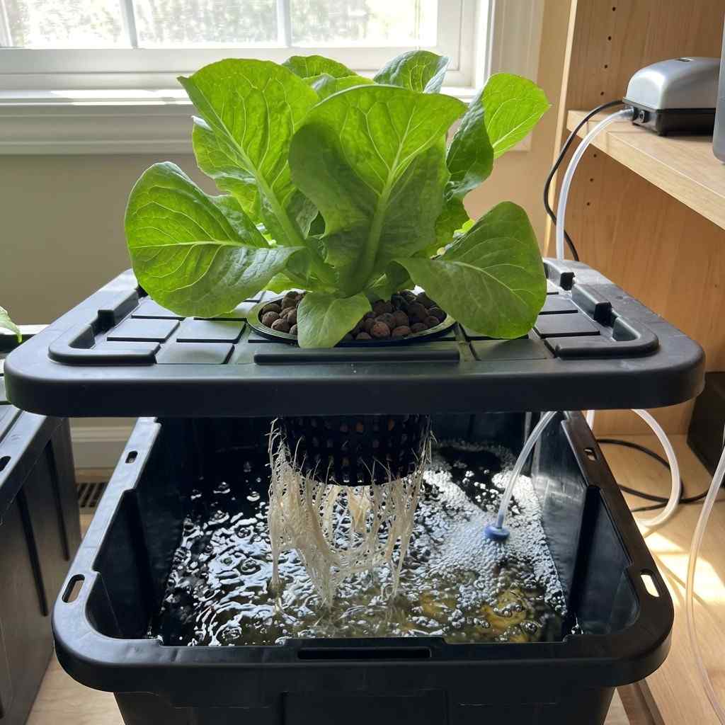lettuce growing in deep water culture hydroponic system with air bubbles and submerged roots