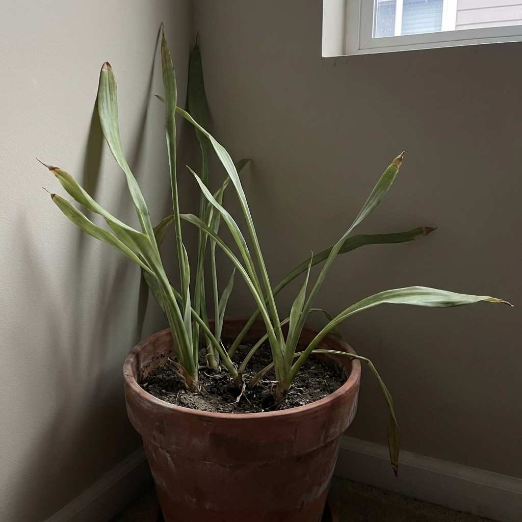 snake plant not getting enough light with thin stretched leaves and dull color
